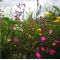AHL1 / AB1 Pollen & Nectar (Nectar Flower) Seed Mix (Acre Pack) (SFI), image 