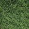 CSI Creeping Ryegrass Grass Seed (Lolium Perenne - Creeping), image 