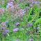 Brooder Seed Mix (7.5kg per acre), image 