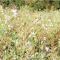 Fodder Radish / Oil Radish Seed (3kg per acre) (OP1), image 