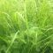 NZ Cool Graze Grass Seed Mix + Clover (Acre Pack), image 