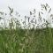 AB3 Beetle Bank Grass Seed Mix (8kg per acre), image 