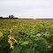 Peredovic Sunflower Seed (5kg per acre), image 