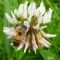 NUM2 Canterbury White Clover Seed Mix (Acre Pack) (SFI), image 