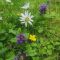 P8 Flowering Lawn Wildflower & Grass Seed Mix 80:20, image 