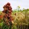 AHL2 / AB9 2 Year Winter Bird Food Seed (Acre Pack) (SFI), image 