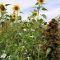 AHL2 / AB9 1 Year Winter Bird Food Seed (Acre Pack) (SFI), image 