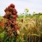 AHL2 / AB9 Autumn Sown Winter Bird Food Seed (Acre Pack) (SFI), image 