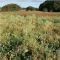 Rescue Seed Mix (5kg per acre), image 