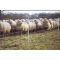 Standard Sheep Net 50m x 0.85m, image 