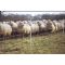 Super Sheep or Goat Net 50m x 1.05m, image 