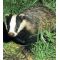 3 Line Polywire Badger Kit - Mains Powered, image 