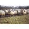 Battery Powered Sheep Netting Kit - 50m x 0.8, image 