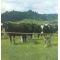 Traditional Dairy Herd - Strip Grazing Batter, image 