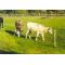 Beef / Suckler Herd - Strip Grazing Battery O, image 