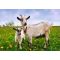 Mains Operated 4 Line Goat Kit - 100m, image 