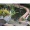 Overhanging Pond Arms, image 