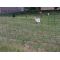 100m Battery Powered Standard Poultry Kit, image 