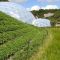 50m x 0.7m Super Rabbit & Badger Electric Netting - Green, image 