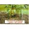 30m Mains Powered Garden Guardian Kit, image 