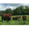 Holistic Planned Grazing 5-Day Training Course, image 