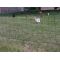 100m Mains Powered Standard Poultry Kit, image 